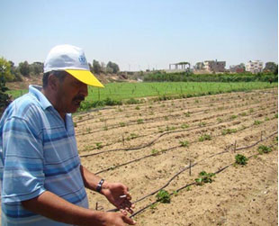 campesino