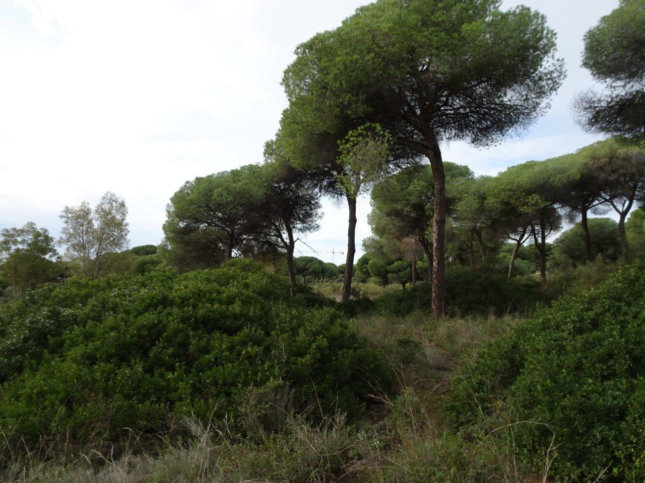 Bosque Del Rancho Linares