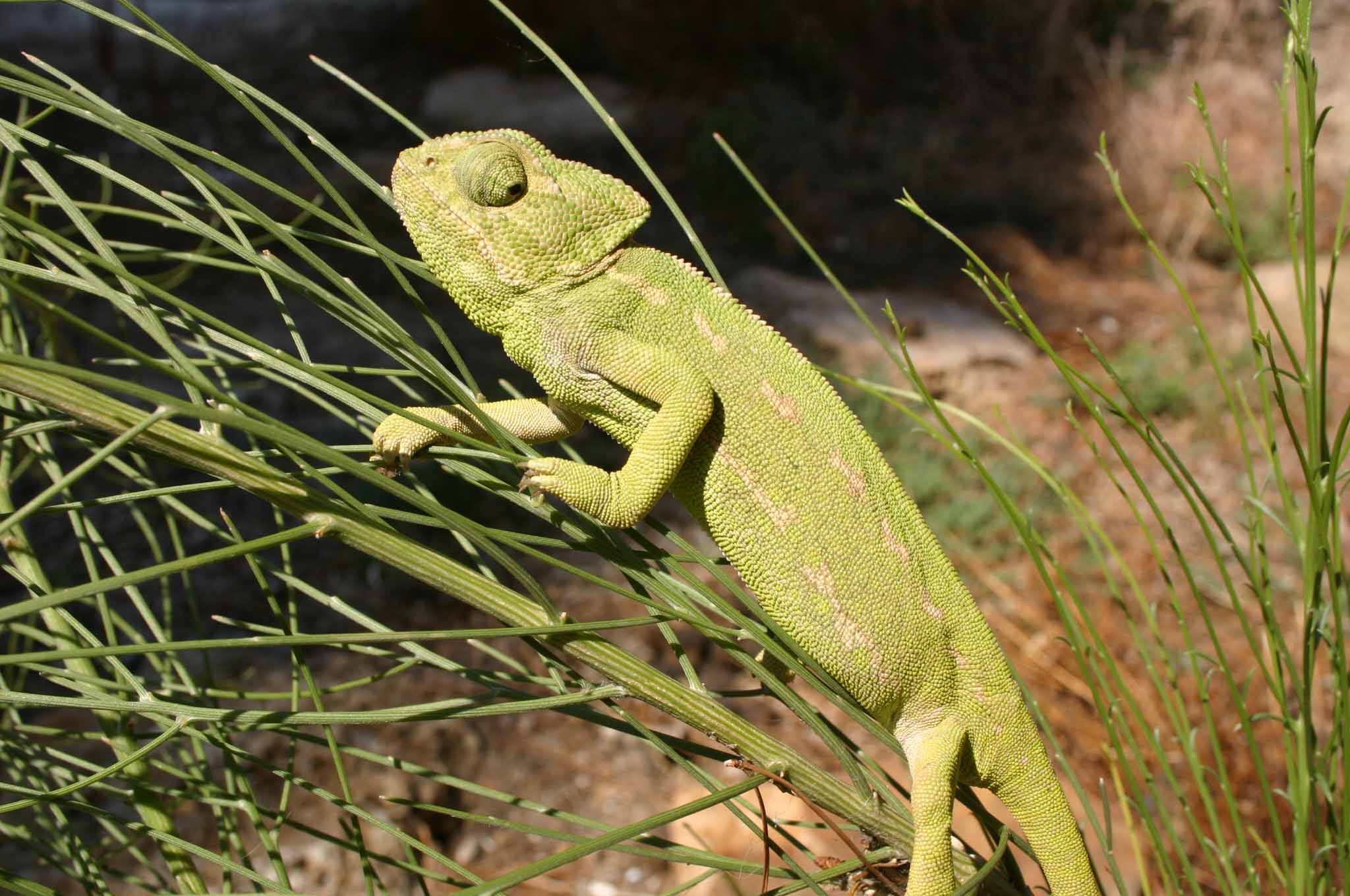 Camaleón En Rancho Linares