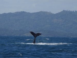 Ballena Yubarta