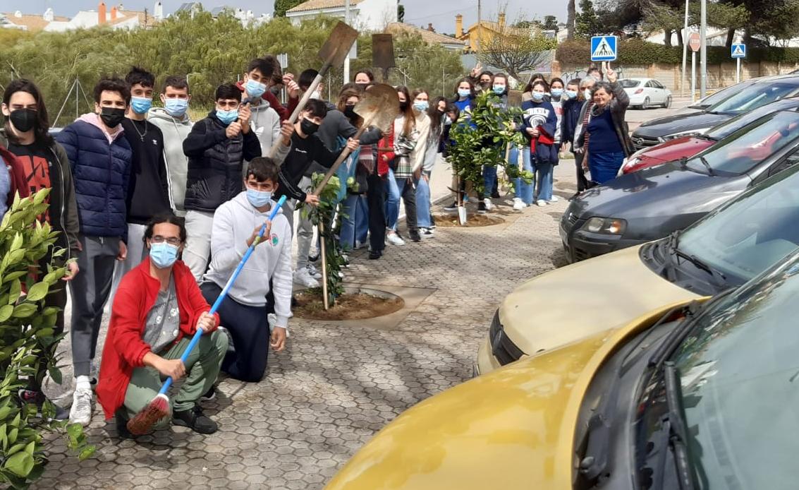 El ayuntamiento arranca los naranjos que plantamos miembros de Ecologistas en Acción y alumnos del Instituto Juan Lara, continuando con su política arboricida