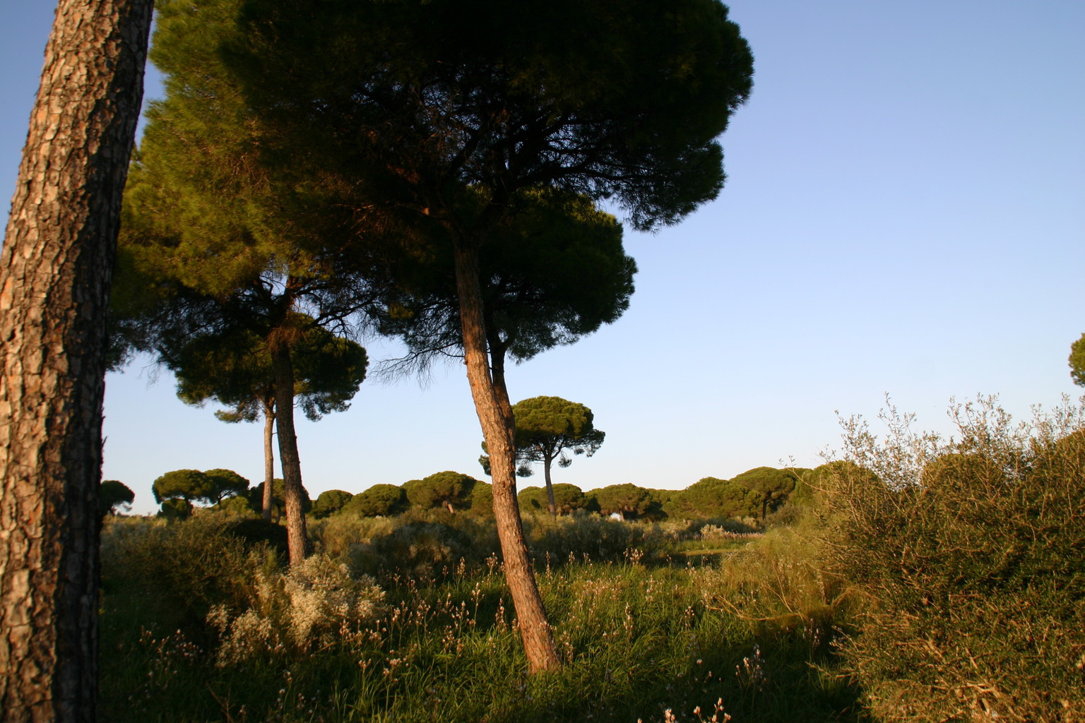 Ecologistas en Acción advierte a responsables de la Junta de Andalucía que pueden incurrir en prevaricación si autorizan la urbanización del Rancho Linares