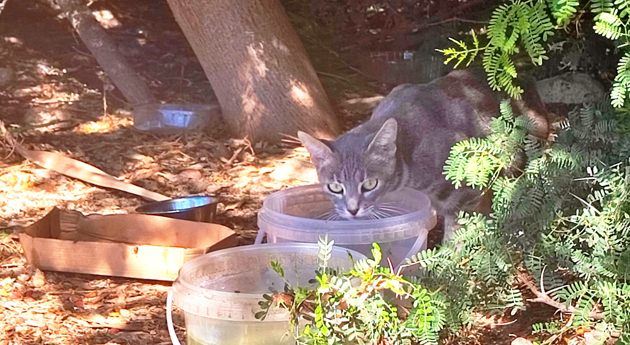 Colonias de gatos descontroladas