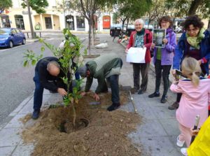 plantación naranjos plaza miguel pino