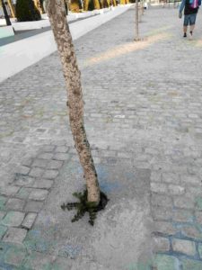 1 nuevo arbolado parque calderón 2024