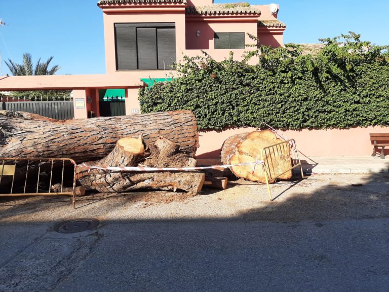 tala pino calle halcón 2024