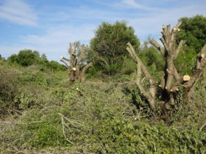 desmoche acebuches rancho linares 6 5 25 (4)