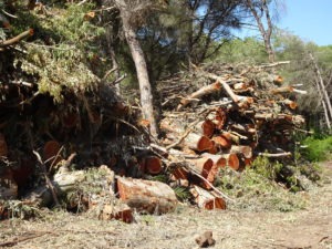 eucaliptos talados en dunas de san antón 5 25