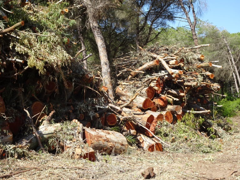 eucaliptos talados en dunas de san antón 5 25