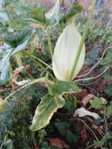 flora rancho linares