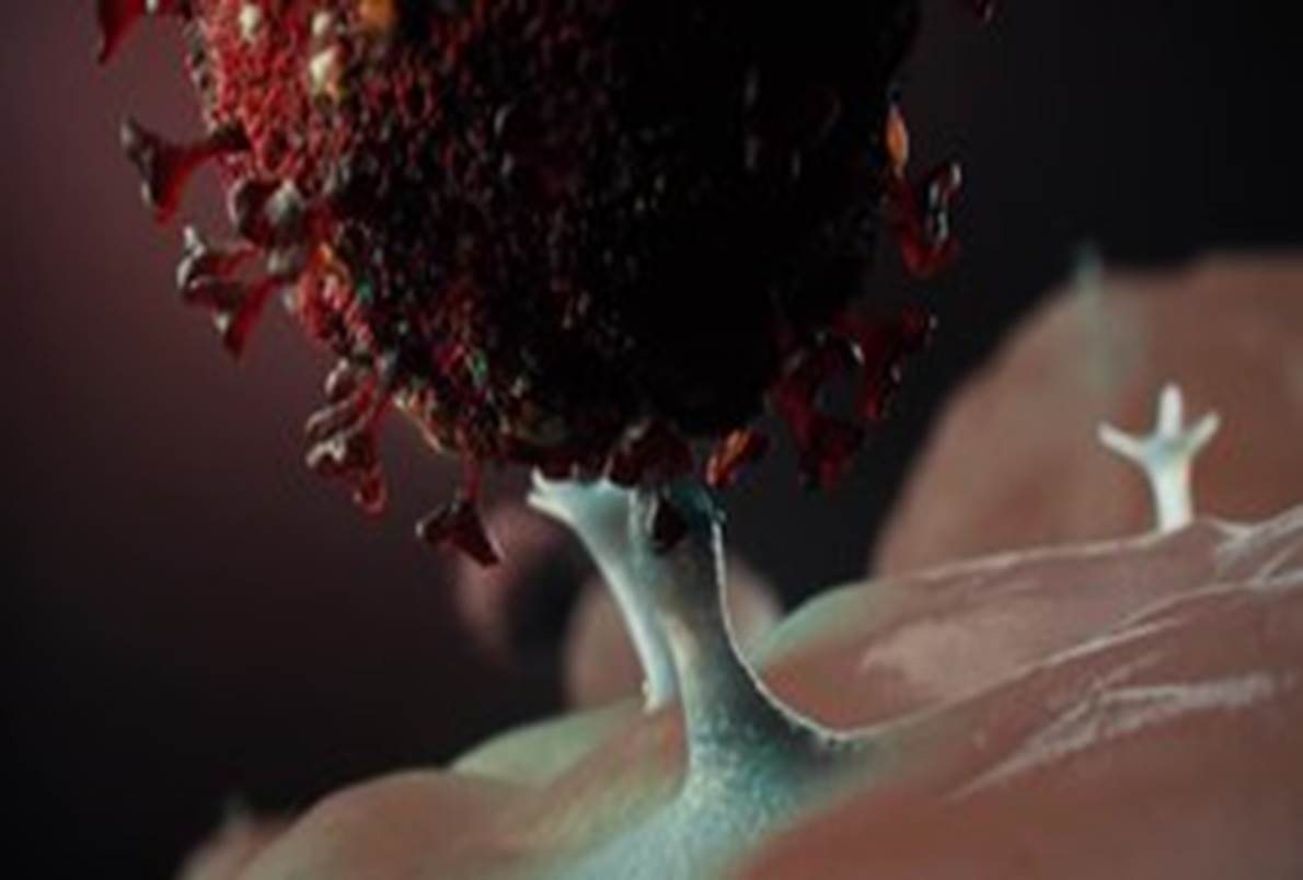 Archivo:SARS-CoV-2 video illustration.webm