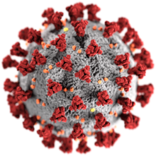 https://upload.wikimedia.org/wikipedia/commons/thumb/8/82/SARS-CoV-2_without_background.png/220px-SARS-CoV-2_without_background.png