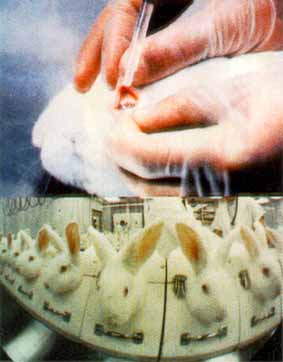 compra productos no experimentados en animales