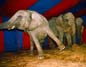 ZOOS Y CIRCOS Castigos y encierro a perpetuidad. Los animales en su medio, no son bufones ni presos