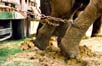ZOOS Y CIRCOS Castigos y encierro a perpetuidad. Los animales en su medio, no son bufones ni presos