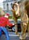ZOOS Y CIRCOS Castigos y encierro a perpetuidad. Los animales en su medio, no son bufones ni presos