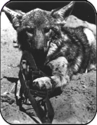 coyote en cepo