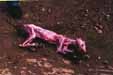 zorro despellejado